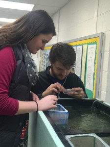 Paintsville High School Trout in the Classroom Project