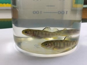 These rainbow trout were hatched and raised at Paintsville High School and now swim free in Little Paint Creek. Photo provided by Hans Doderer.